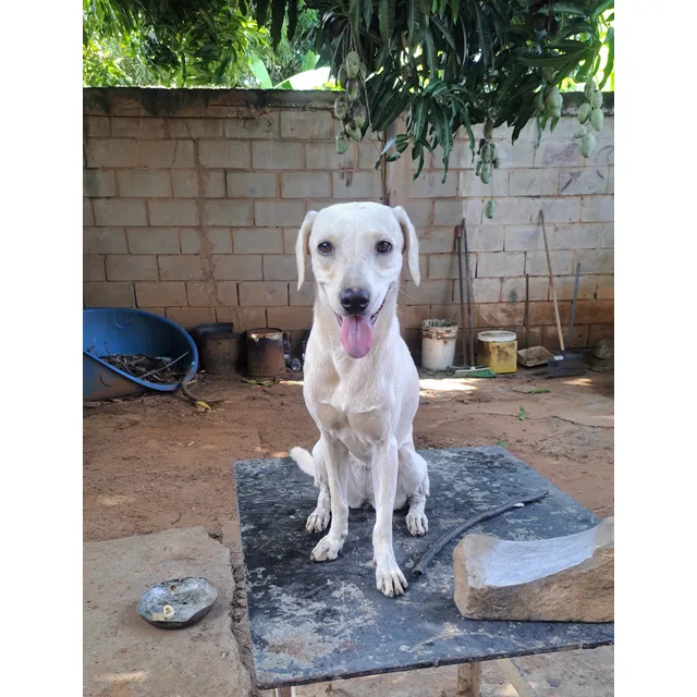 Regalo Perrita Blanca