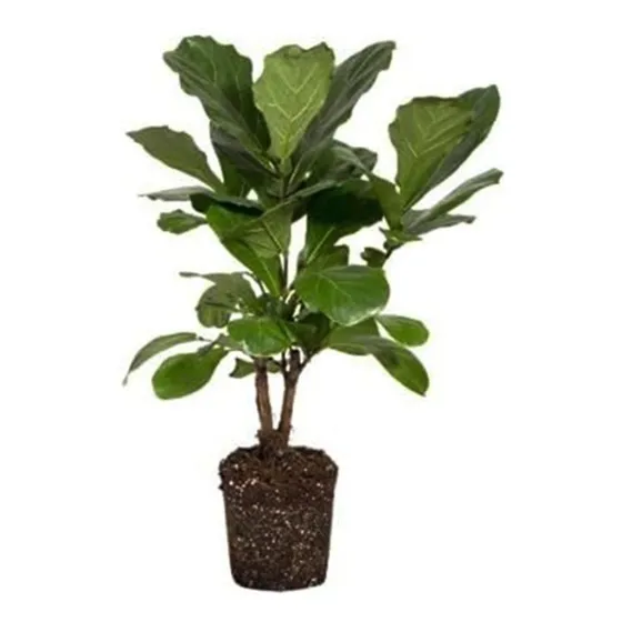 Ficus Pandurata