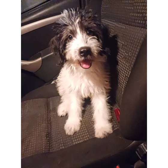 Border Collie X Poodle 3 Meses Fêmea Linda E Fofa!