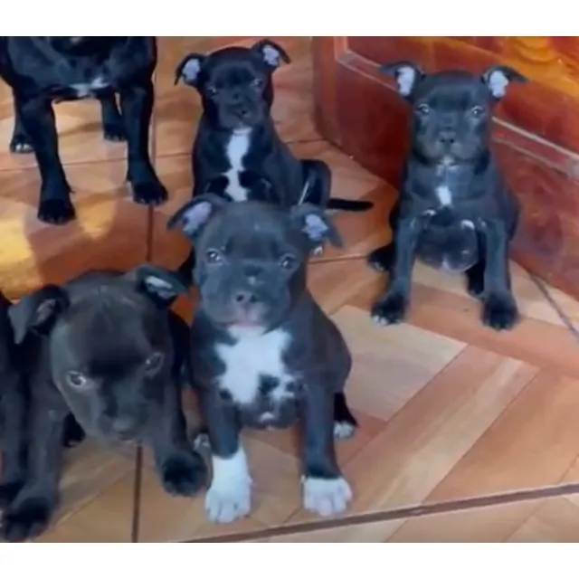 Cachorros Staffy Padre Campeon Chileno