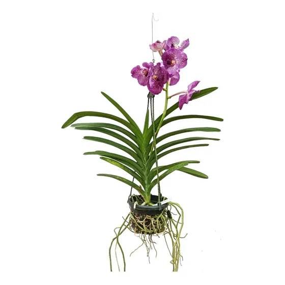 Orquídeas Vanda 