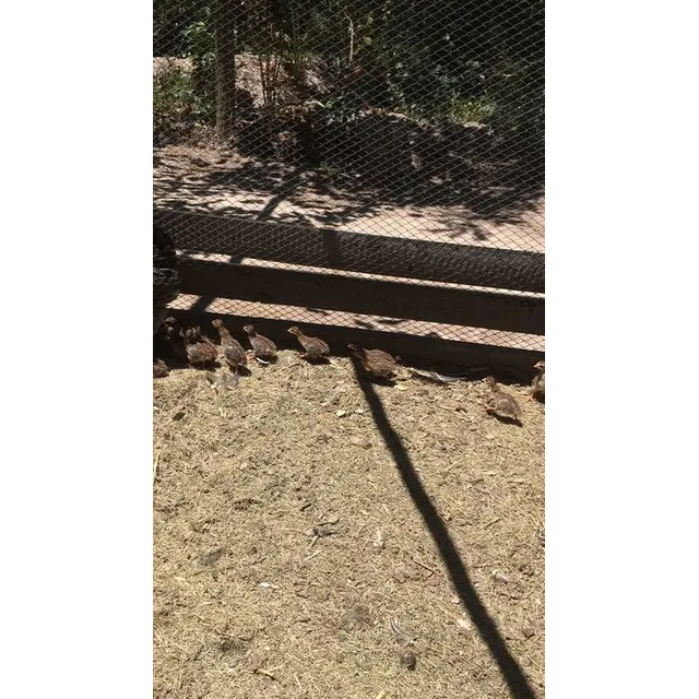 Crías De Gallinetas!