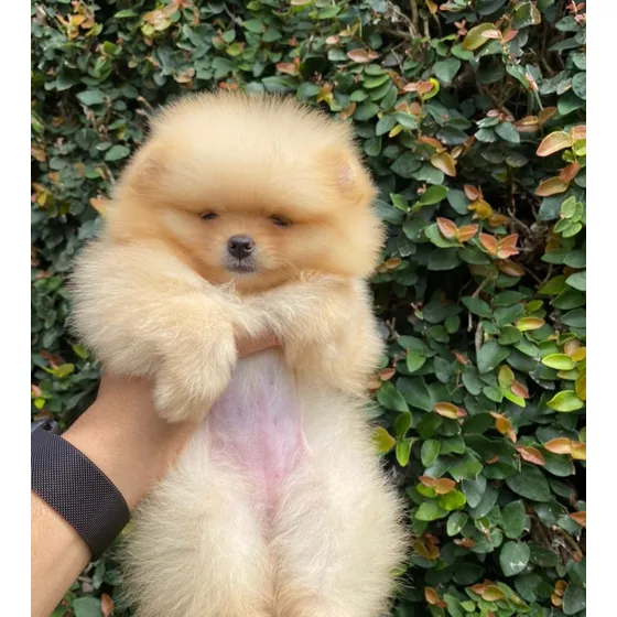 Pomeranian Cara De Oso