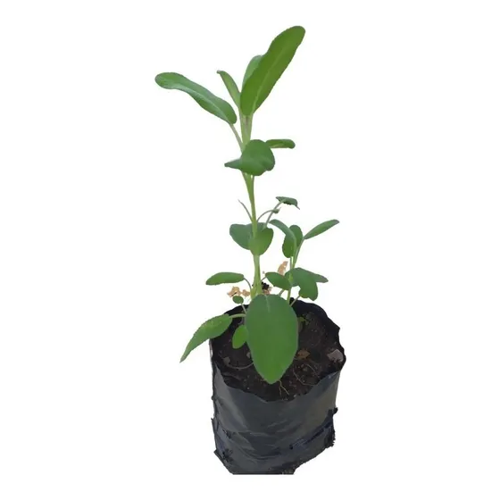 Linda Muda De Salvia Bem Formada