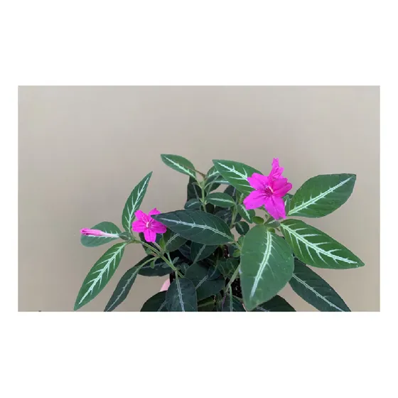 Muda De Ruellia Makoyana -atrai Abelhas Planta Veludo Pink
