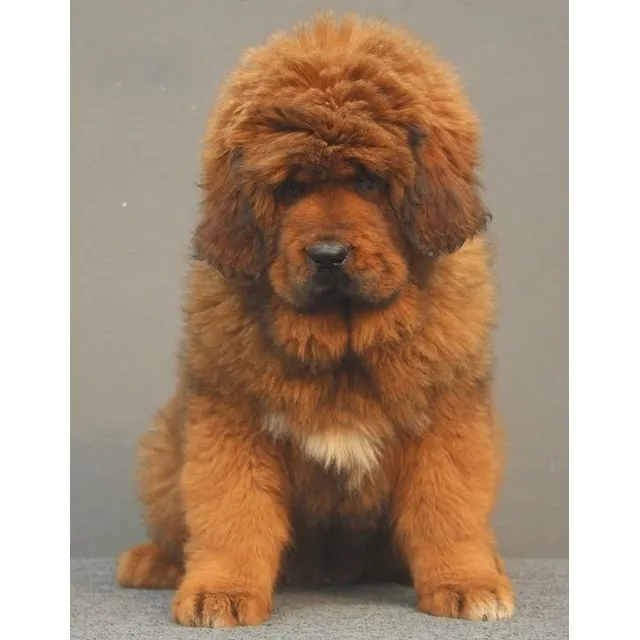 Hermosos Cachorros Mastín Tibetano Perros Pereira Manizales