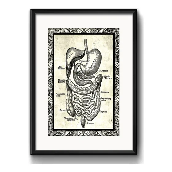 Cuadro Anatomia Cuerpo Humano Médico Clinica Con Paspartu