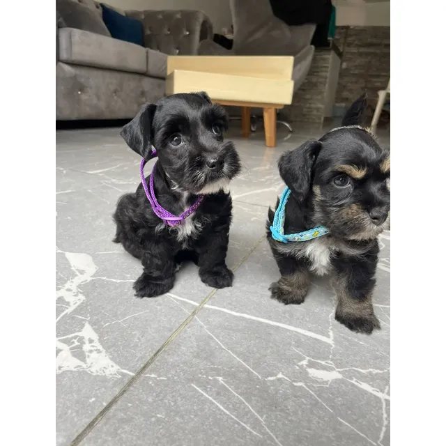 Cachorros Schnauzer Negros Med, Bog, Cali, Animal Pets 