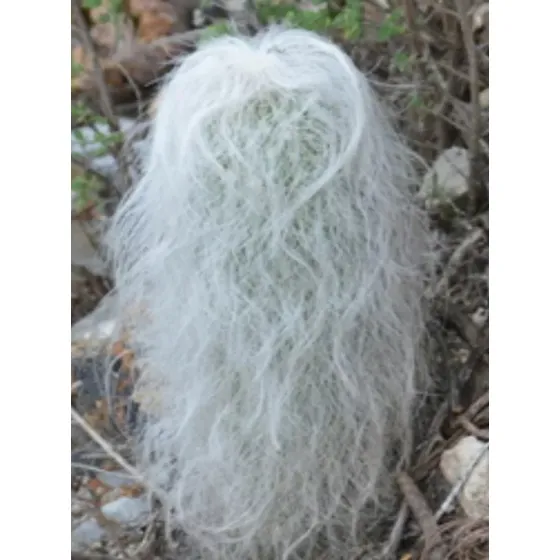 Cephalocereus Senilis, Cactus Viejito, Mp