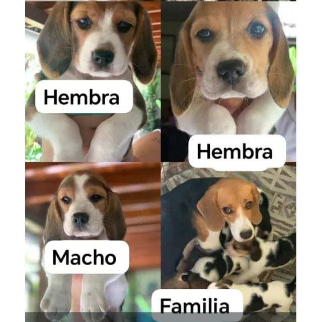  Bellos Cachorros Beagles Puros 2 Hembras 1 Macho