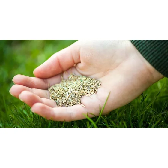 Semillas Grass Americano Premium 1 Kilo