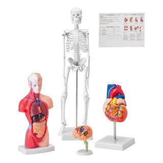 Conjunto Modelos Anatomía Cerebro Cuerpo Corazón Esqueleto Conjunto Modelos Anatomía Cerebro Cuerpo Corazón Esqueleto