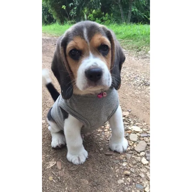 Beagle Cachorros Super Calidad 