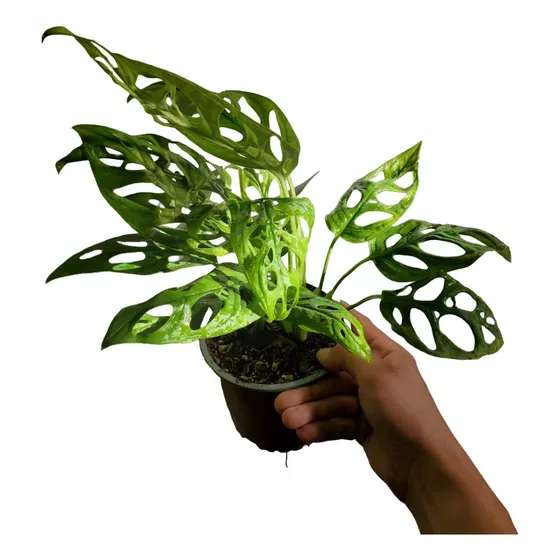 Monstera Adansonii / Obliqua 