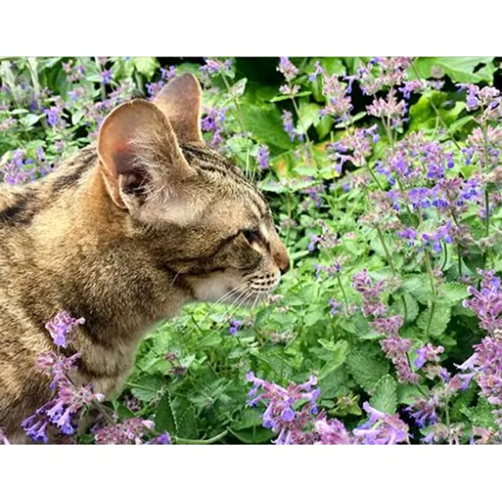 300 Semillas Planta De Nepeta Cataria, Catnip Menta De Gato 