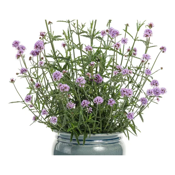 Verbena Bonaerensis 3 Litros Paisajimos Pradera Nativas