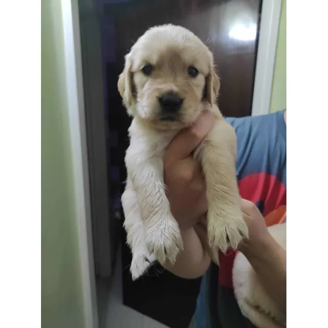 Cachorros Golden Retriever