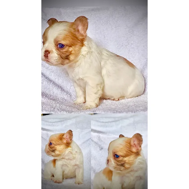 Bulldogs Francés Fluffy