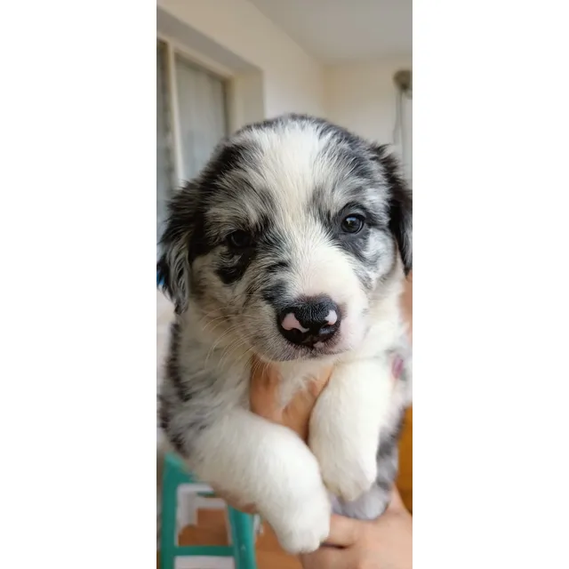 Cachorro Border Collie Blue Merle Bogotá Animal Pets 