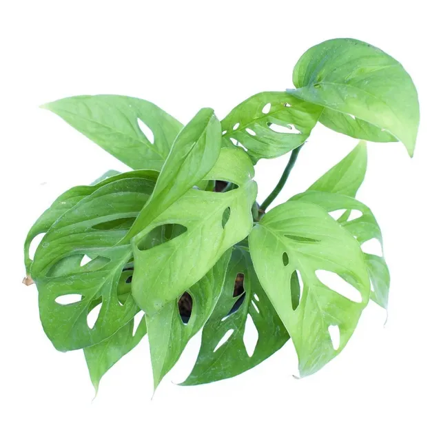 Monstera Adansonii Enredadera Colgante Planta Interior