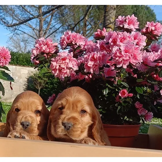 Cocker Dorados !!! Pedigree De F.c.a + Microchip