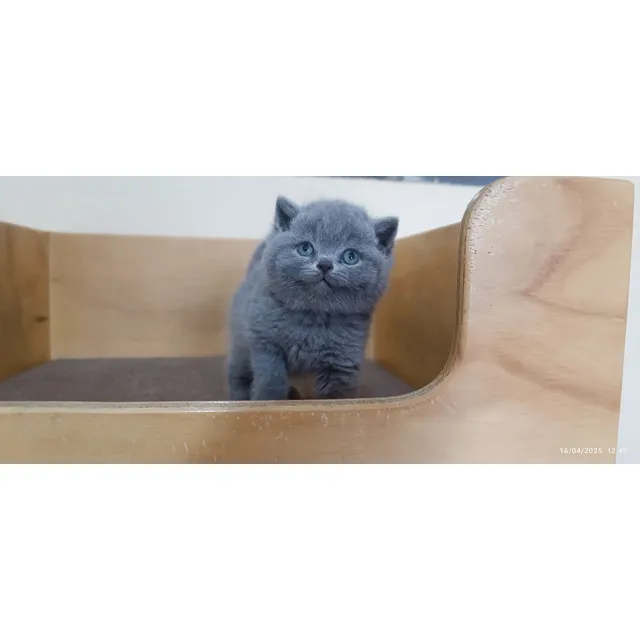 Gato British Short Hair