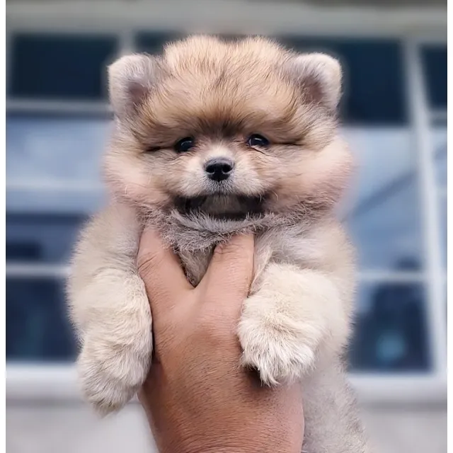 Pomerania  Padre Importado  Minitoy  Cara De Oso