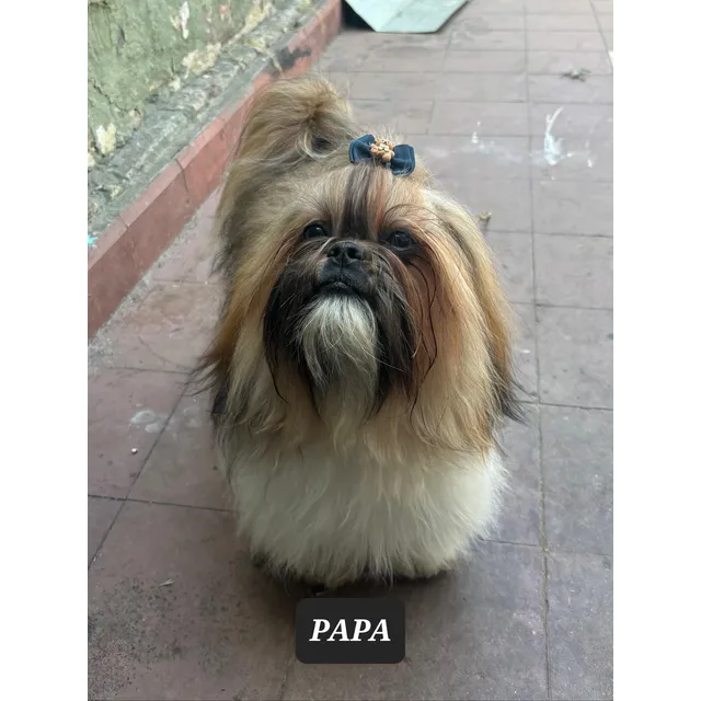 Cachorros Shit Zu Entrega Inmediata.