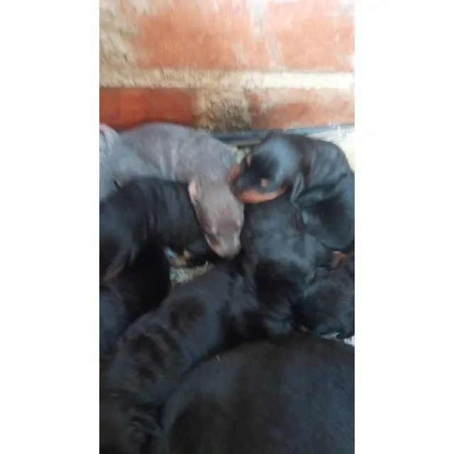 Cachorros Doberman