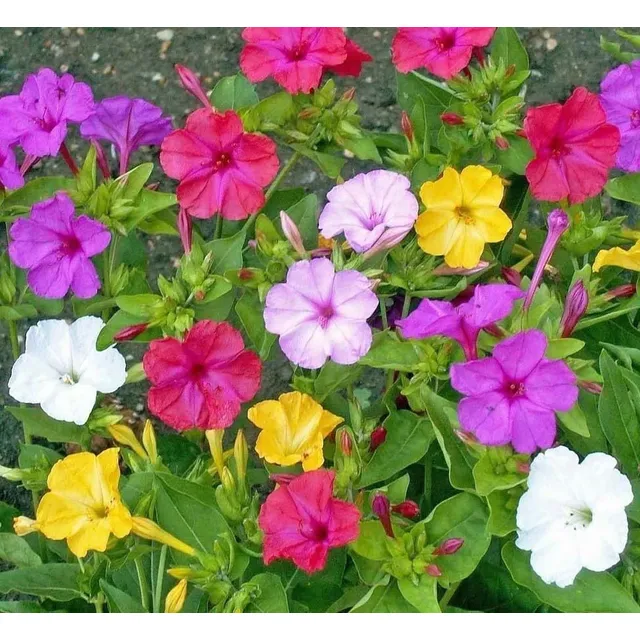 Semillas De Mirabilis Jalapa O Don Diego / Bella De Noche