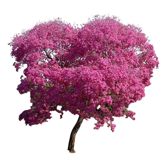 Arbol Lapacho Rosado 2.50 Mtr Envasado En 40 Litros