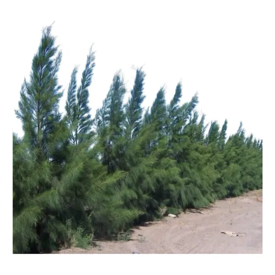 Casuarina Pino, Conífera, Cerco, Cortavientos