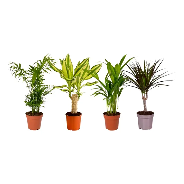 Tomillo Rastrero Planta