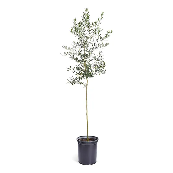 Arbol Olivo (arbequina) Obtenga Aceituna Primer Ño Conarbol