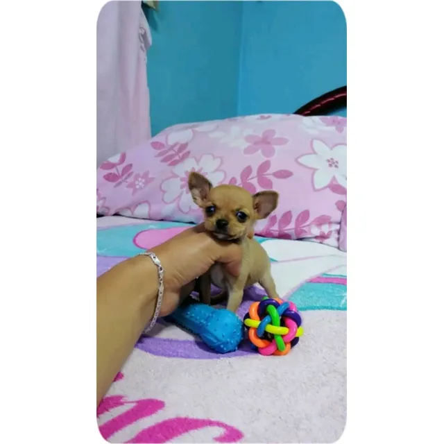 Cachorro Pincher