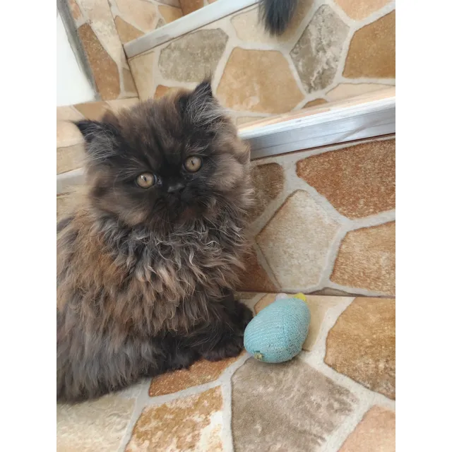 Gato Persa Hembra