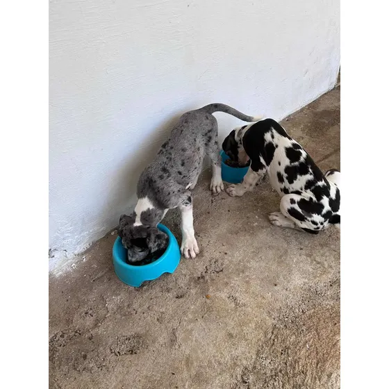 Filhotes De Dogue Alemão Microchipados