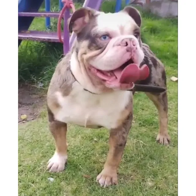Bulldog Inglés Lilac Tri Merle