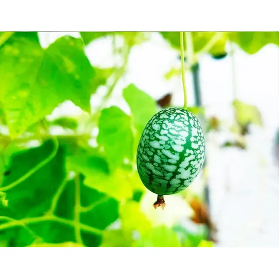 20 Semillas De Cucamelon Sandía Ratón A Sembrar Tu Huerto