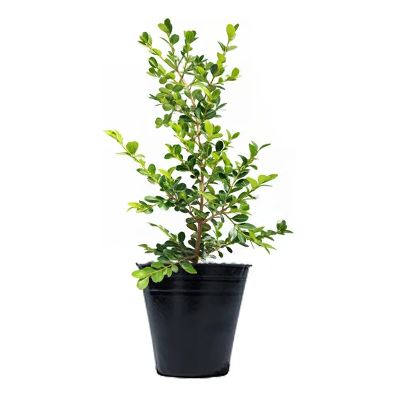 Buxus Arbusto Maceta 3l Cerco Vivo Delimitador Topiario
