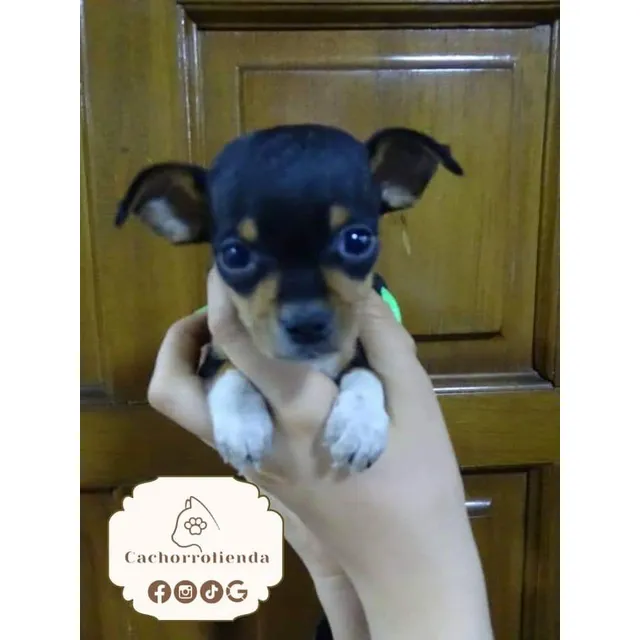 Pincher Mini Toy Quito