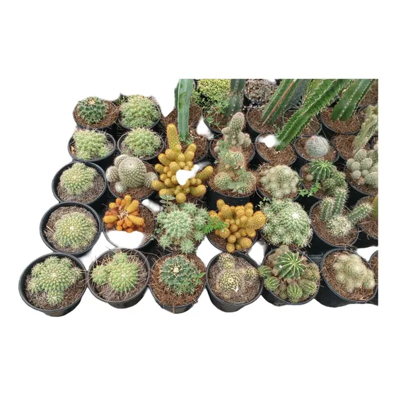 Lote De 5 Diferentes Variedades De Cactus Etc
