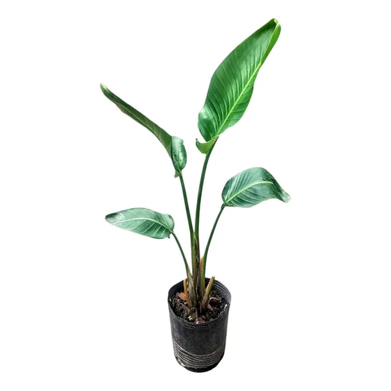 Strelitzia Nicolai - Flor De Pájaro Blanca - Maceta 7 Litros