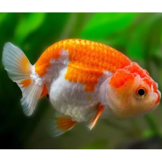 Kinguio Ranchu Um Dos Mais Charmoso Peixe Do Aquarismo 