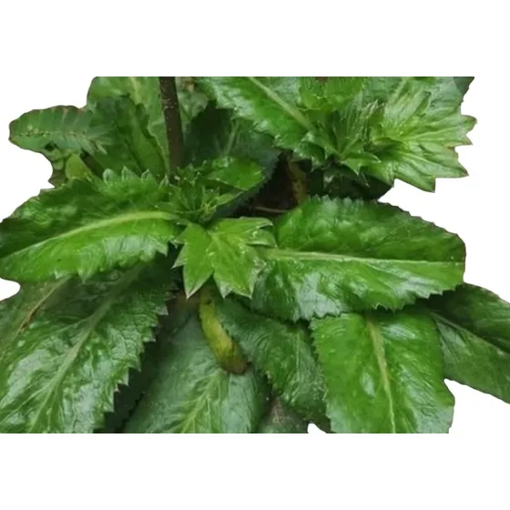 Semillas De Culantro (cilantro Cimarrón) 1gr