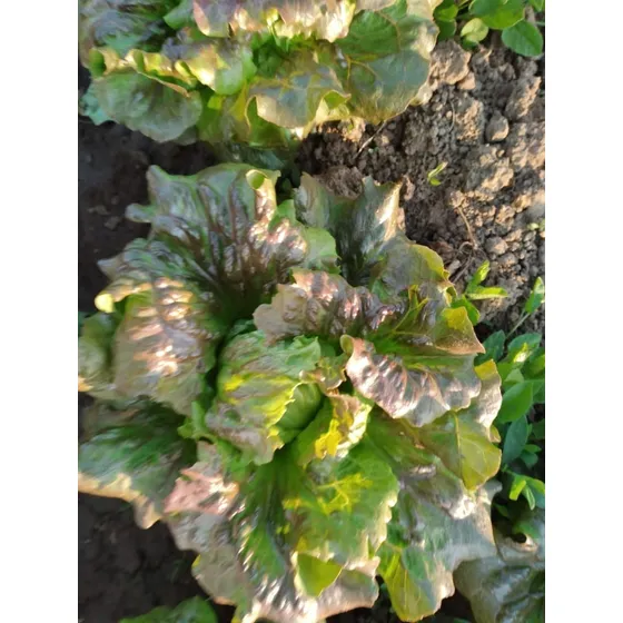 Semilla Lechuga Peletizada, Variedad Sierra (1.000 U)