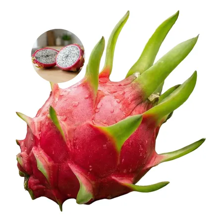 Kit 10 Mudas De Pitaya Premium Vietnamese Gigante Autofértil