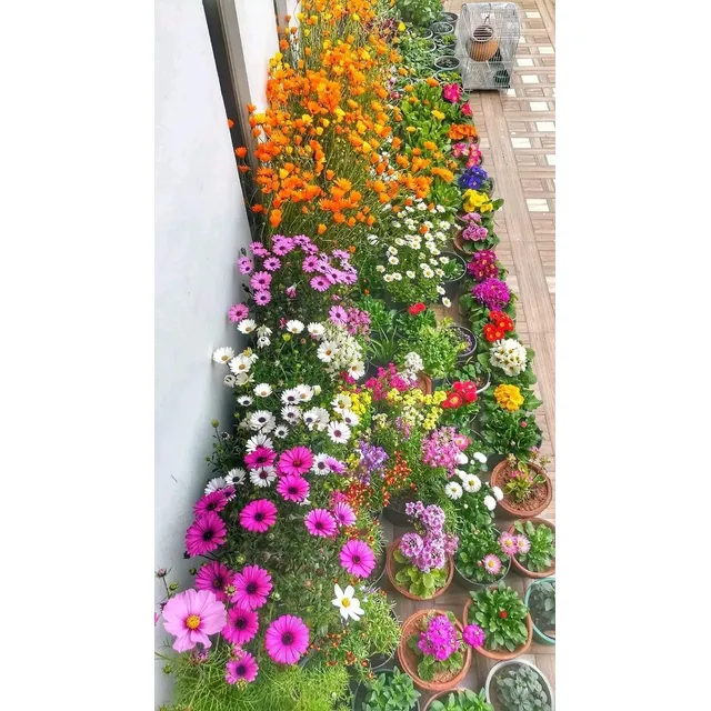 Plantas Jardín Flores Combo De Fertilizante Para Tu Jardín.