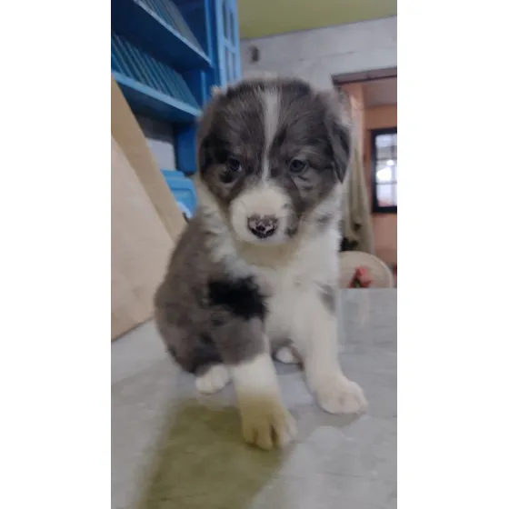 Border Collie Cachorros .últimos Listo Para Entregar