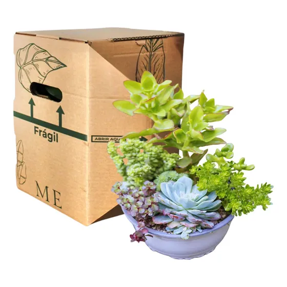 Arreglo Decorativo Suculentas Regalo Plantme